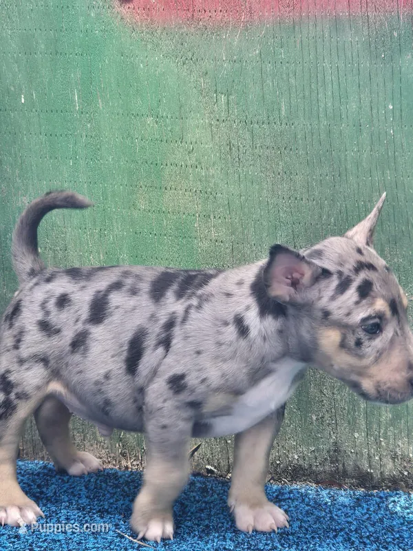 Yellow Boy – Miniature Bull Terrier puppy for sale in Texarkana, TX