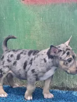 Yellow Boy, a male Miniature Bull Terrier for sale in Texarkana, TX – 1 of 6