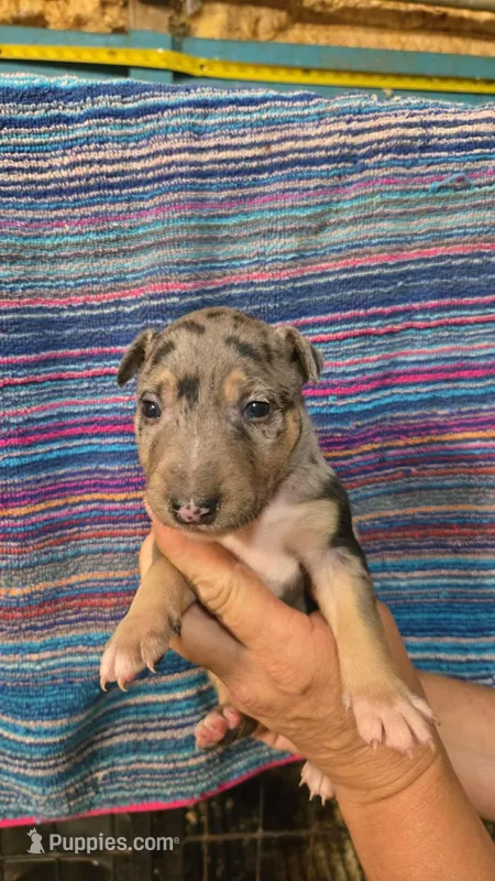 Yellow Boy – Miniature Bull Terrier puppy for sale in Texarkana, TX