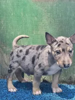 Yellow Boy, a male Miniature Bull Terrier for sale in Texarkana, TX – 6 of 6