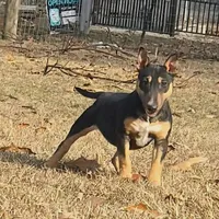 Mini Girl, a female Miniature Bull Terrier for sale in Texarkana, TX – Photo 4 of 7