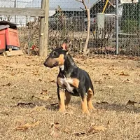 Mini Girl, a female Miniature Bull Terrier for sale in Texarkana, TX – Photo 5 of 7