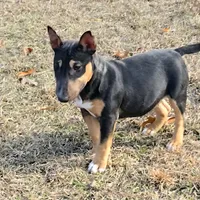 Mini Girl, a female Miniature Bull Terrier for sale in Texarkana, TX – Photo 1 of 7