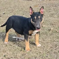 Mini Girl, a female Miniature Bull Terrier for sale in Texarkana, TX – Photo 7 of 7