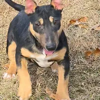 Mini Girl, a female Miniature Bull Terrier for sale in Texarkana, TX – Photo 2 of 7