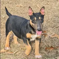 Mini Girl, a female Miniature Bull Terrier for sale in Texarkana, TX – Photo 3 of 7