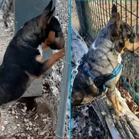 Mini Girl, a female Miniature Bull Terrier for sale in Texarkana, TX – Photo 6 of 7