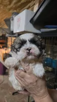 Shih Girl, a female Shih Tzu for sale in Texarkana, TX – 2 of 2