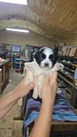 Boy 4, a male French Bulldog and Shih Tzu for sale in Texarkana, TX – 1 of 2