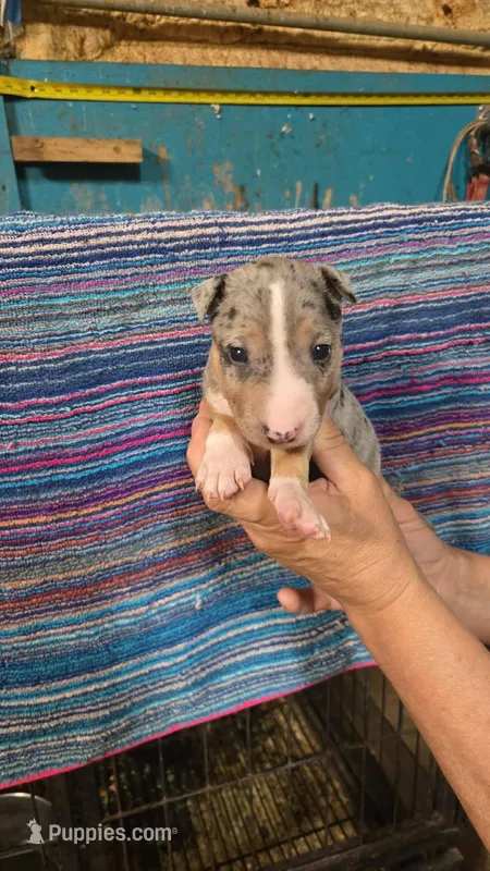 Merle F1 – Miniature Bull Terrier puppy for sale in Texarkana, TX