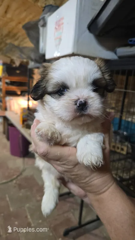 Shih M1 – Shih Tzu puppy for sale in Texarkana, TX