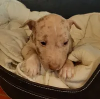 processed/4bcb8558-a1fe-49d3-9f03-2e89b59b5699/listing/c98f7116-3708-4562-8d84-e9a9906b152c/1d083f0b-7fd4-408b-b358-9138daad1069