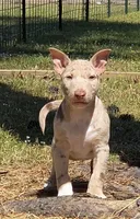 Chocolate Merle Tri Boy, a male Miniature Bull Terrier for sale in Texarkana, TX – Photo 4 of 5
