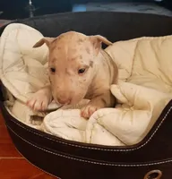 processed/4bcb8558-a1fe-49d3-9f03-2e89b59b5699/listing/c98f7116-3708-4562-8d84-e9a9906b152c/41adfb60-90a3-434f-9bb7-82f88bc9ef03