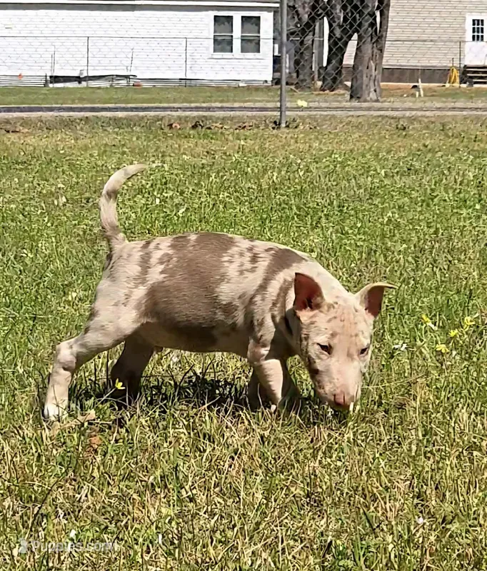 Chocolate Merle Tri Boy – Miniature Bull Terrier puppy for sale in Texarkana, TX