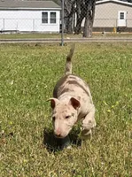 Chocolate Merle Tri Boy, a male Miniature Bull Terrier for sale in Texarkana, TX – Photo 2 of 5