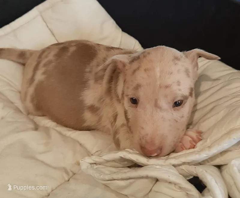 Chocolate Merle Tri Boy