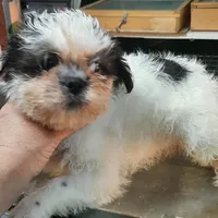 M2, a male French Bulldog and Shih Tzu for sale in Texarkana, TX – Photo 2 of 7