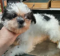 M2, a male French Bulldog and Shih Tzu for sale in Texarkana, TX – Photo 2 of 7