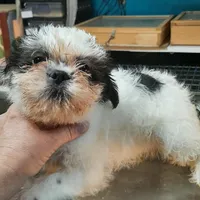 M2, a male French Bulldog and Shih Tzu for sale in Texarkana, TX – Photo 6 of 7