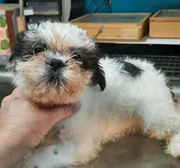 M2, a male French Bulldog and Shih Tzu for sale in Texarkana, TX – Photo 6 of 7