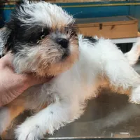 M2, a male French Bulldog and Shih Tzu for sale in Texarkana, TX – Photo 7 of 7