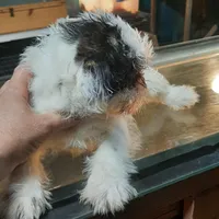 M2, a male French Bulldog and Shih Tzu for sale in Texarkana, TX – Photo 1 of 7