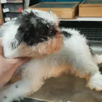 M2, a male French Bulldog and Shih Tzu for sale in Texarkana, TX – Photo 4 of 7