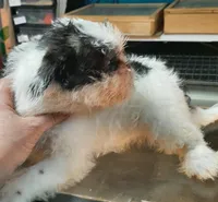 M2, a male French Bulldog and Shih Tzu for sale in Texarkana, TX – Photo 4 of 7