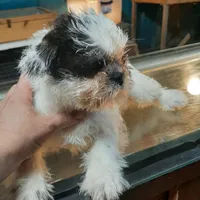 M2, a male French Bulldog and Shih Tzu for sale in Texarkana, TX – Photo 3 of 7