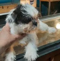 M2, a male French Bulldog and Shih Tzu for sale in Texarkana, TX – Photo 3 of 7