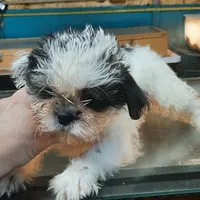 M2, a male French Bulldog and Shih Tzu for sale in Texarkana, TX – Photo 5 of 7