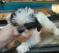 M2, a male French Bulldog and Shih Tzu for sale in Texarkana, TX – Photo 5 of 7