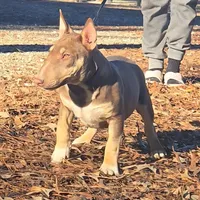 Honey Choco F1, a female Miniature Bull Terrier for sale in Texarkana, TX – Photo 1 of 7