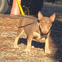 Honey Choco F1, a female Miniature Bull Terrier for sale in Texarkana, TX – Photo 4 of 7