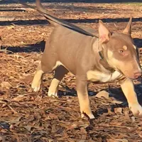 Honey Choco F1, a female Miniature Bull Terrier for sale in Texarkana, TX – Photo 7 of 7