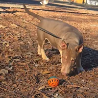 Honey Choco F1, a female Miniature Bull Terrier for sale in Texarkana, TX – Photo 3 of 7