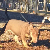Honey Choco F1, a female Miniature Bull Terrier for sale in Texarkana, TX – Photo 2 of 7