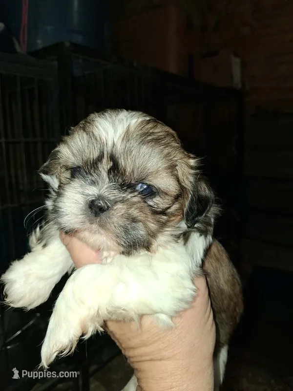 Shih-tzu F3 No Tail – Shih Tzu puppy for sale in Texarkana, TX