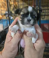 Shih-tzu F3 No Tail, a female Shih Tzu for sale in Texarkana, TX – 2 of 3