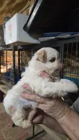 Shih M2, a male Shih Tzu for sale in Texarkana, TX – 2 of 2