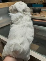 White Shih F2, a female Shih Tzu for sale in Texarkana, TX – Photo 2 of 8