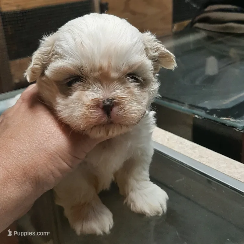 White Shih F2