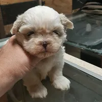 White Shih F2, a female Shih Tzu for sale in Texarkana, TX – Photo 1 of 8