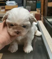 White Shih F2, a female Shih Tzu for sale in Texarkana, TX – Photo 5 of 8