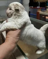 White Shih F2, a female Shih Tzu for sale in Texarkana, TX – Photo 4 of 8