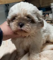 White Shih F2, a female Shih Tzu for sale in Texarkana, TX – Photo 6 of 8