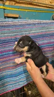 Black tri F1, a female Miniature Bull Terrier for sale in Texarkana, TX – Photo 2 of 3