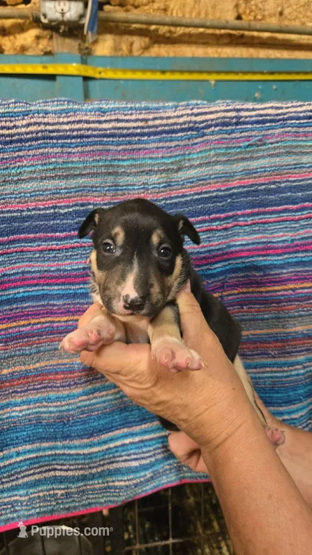 Black tri F1 – Miniature Bull Terrier puppy for sale in Texarkana, TX