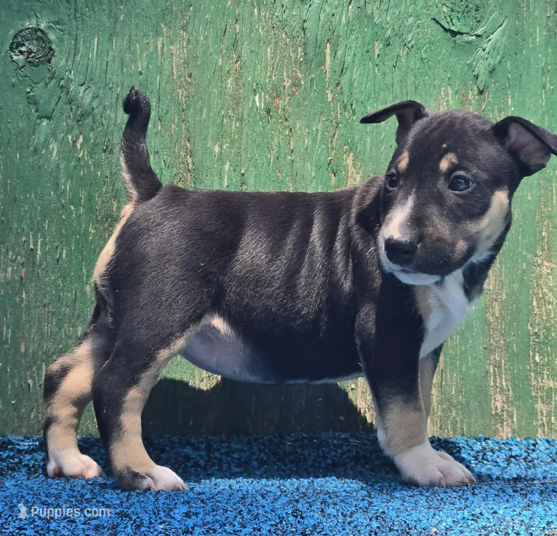 Black tri F1 – Miniature Bull Terrier puppy for sale in Texarkana, TX